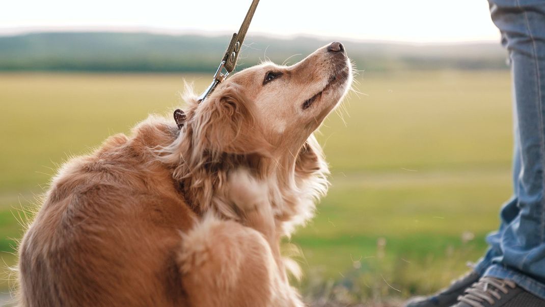 Dein Hund kratzt sich häufiger, ist unruhig und verliert mehr Haare als sonst? Dahinter könnten Flöhe stecken!