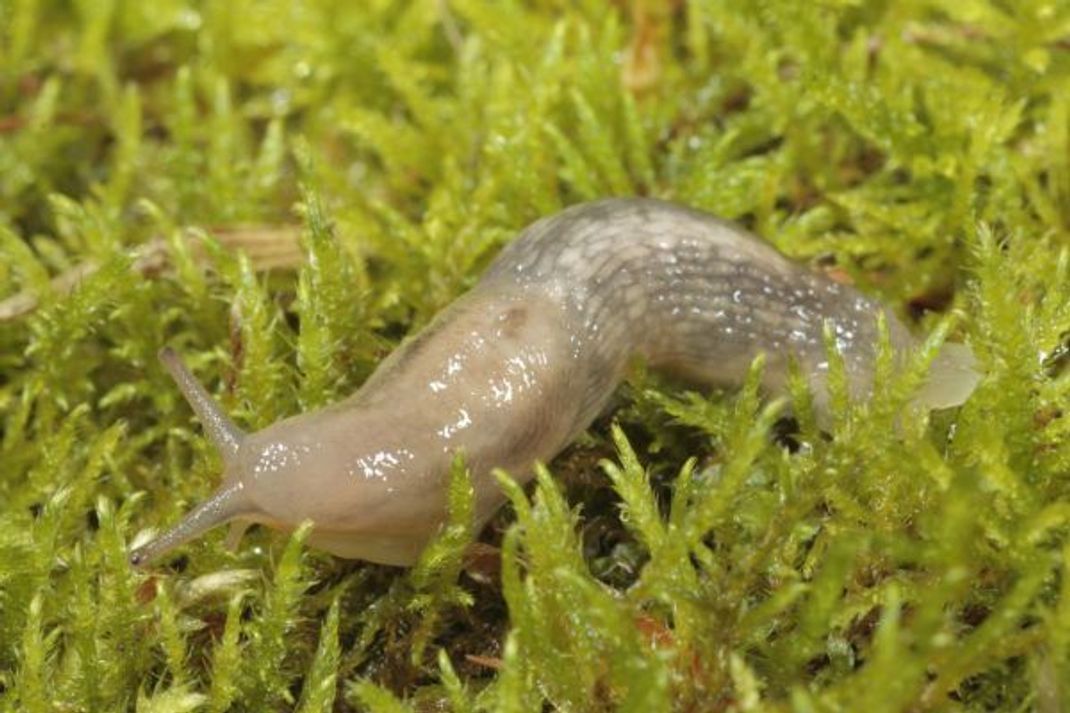 Genetzte Ackerschnecke