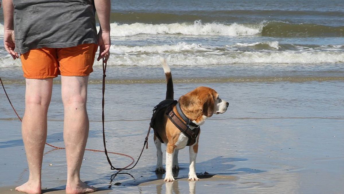 Urlaub mit Hund - Tipps