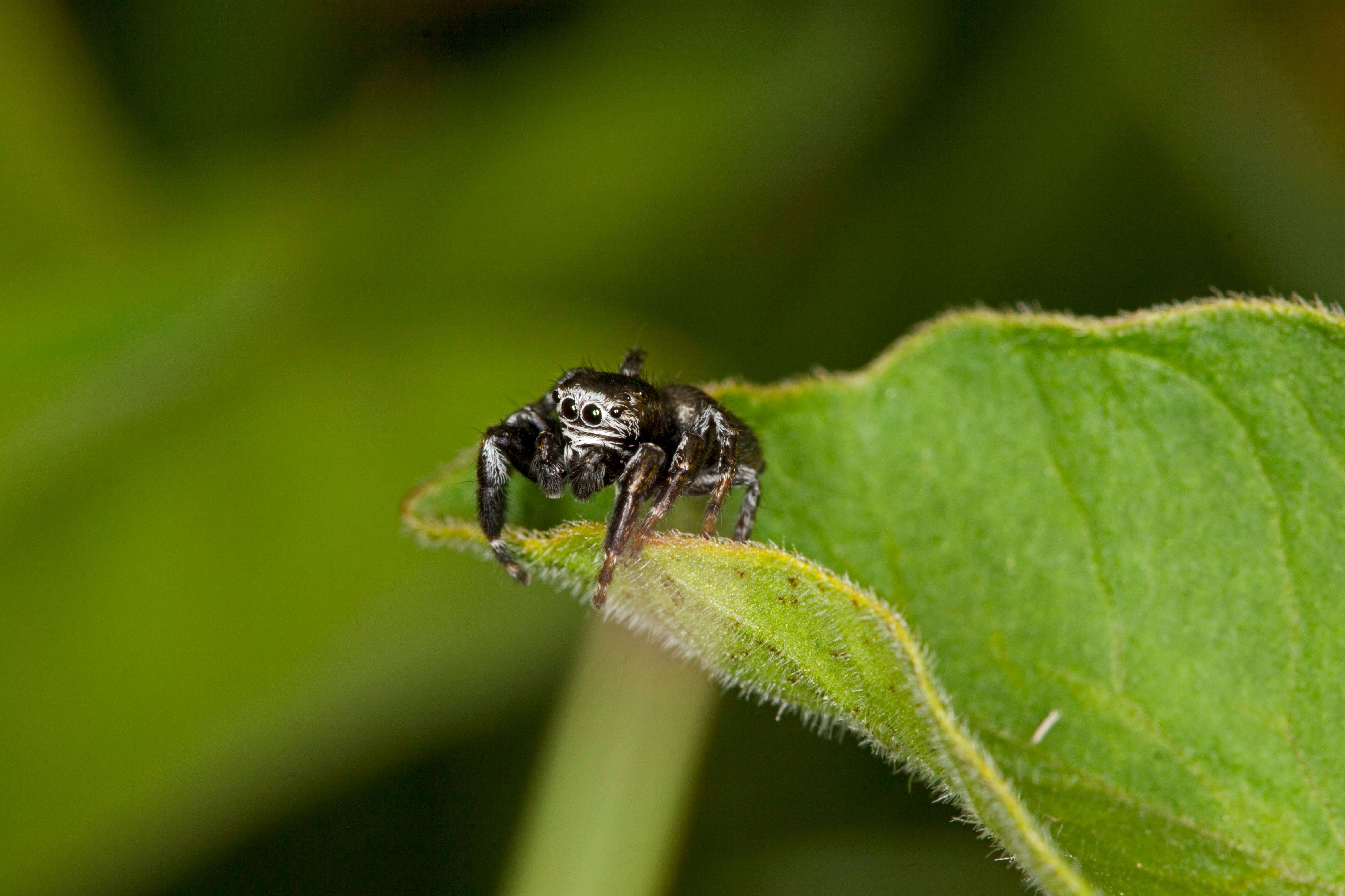 Gekrümmte Springspinnen werden höchstens sieben Millimeter groß. Sie hopsen auf Gräsern und Blättern in Wiesen umher - unter anderem in Süddeutschland.