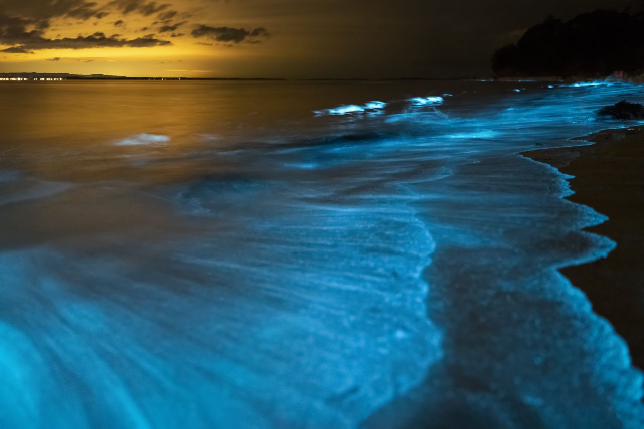 Es werde Licht - auch das sind Algen! Hinter dem Natur-Phänomen Meeresleuchten steckt winziges Leuchtplankton. Nach Berührungsreizen entsenden unzählige Einzeller Licht und lassen die Ozeane nachts erstrahlen - Stichwort Biolumniszenz.