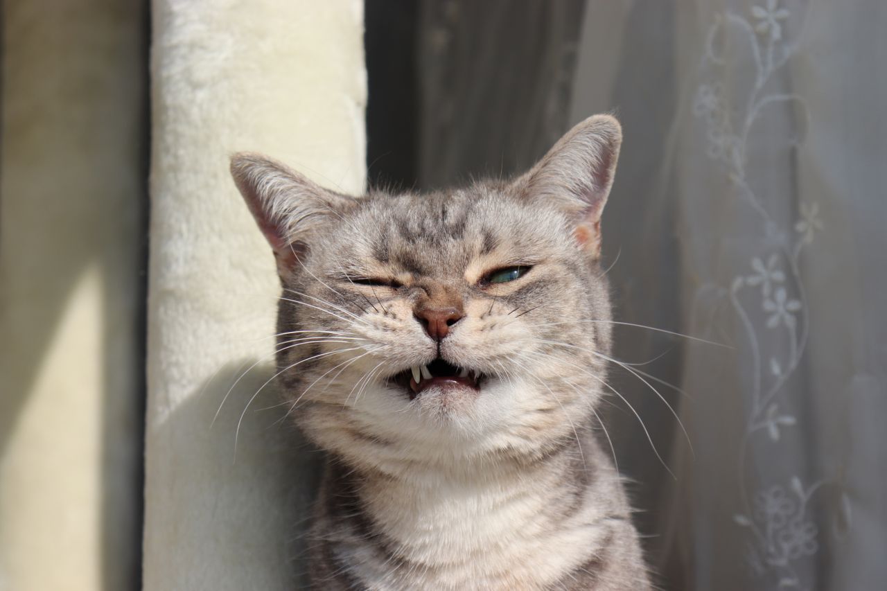 Bleib bloß weg - könnte der Gesichtsausdruck dieser niesenden Katze verheißen. Katzen können zudem rückwärts niesen - wie Hunde auch. Dabei ziehen sie die Luft nach hinten.