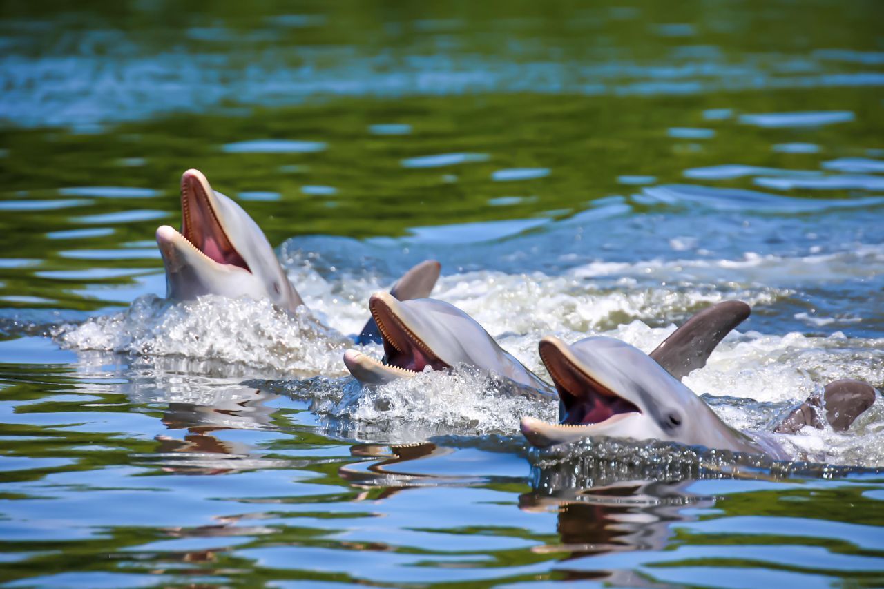Das Gehirn eines Delfins gleicht dem eines Menschen am ehesten. Die Lebewesen sind sehr verspielt und bewegen sich ausschließlich in Gruppen.