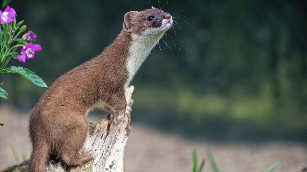 Mauswiesel sind auf der oberen Seite braun und am Bauch weiß.