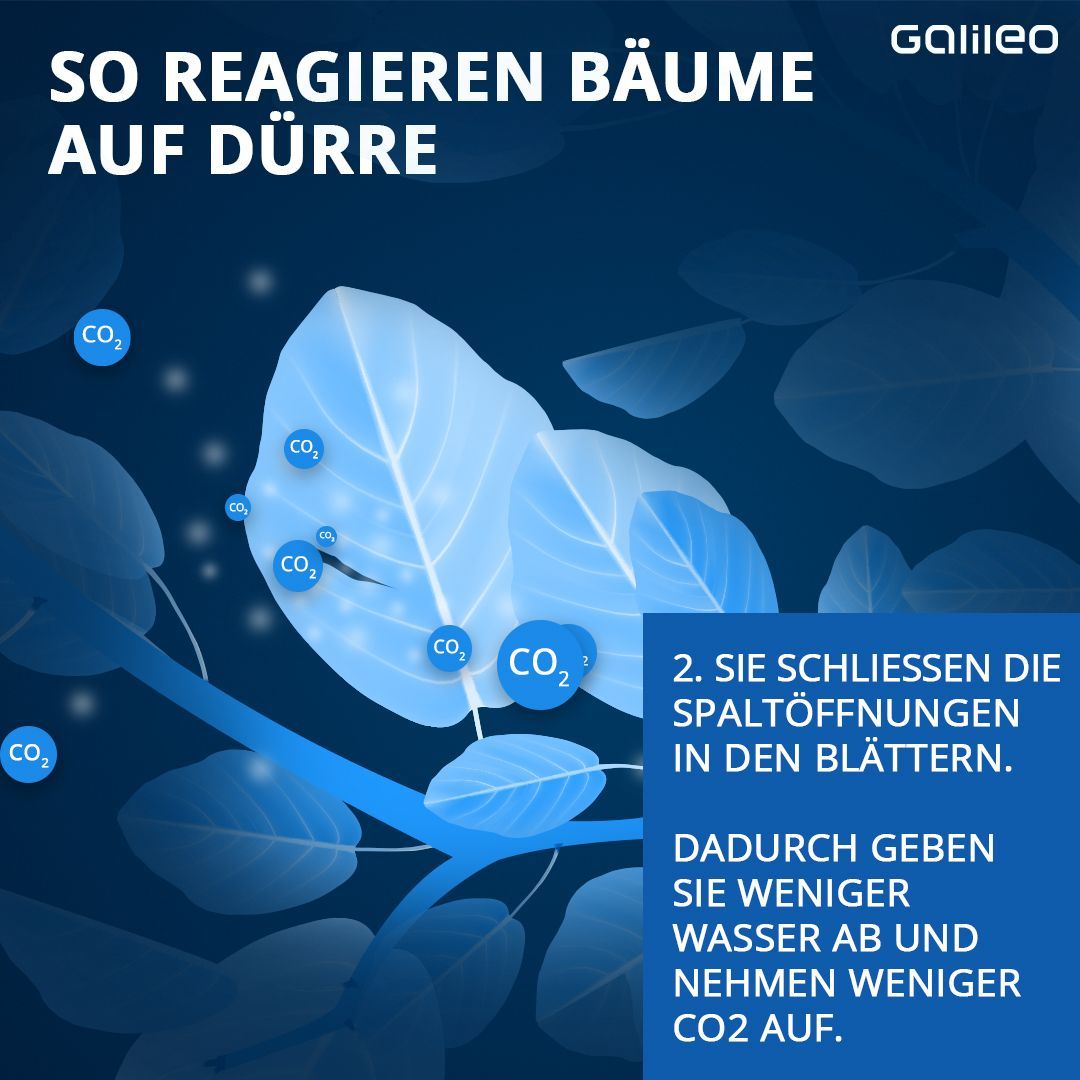 So reagieren Bäume auf Dürre: Spalten in den Blättern werden geschlossen, damit weniger Wasser verloren geht.