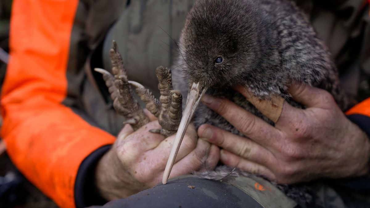 Seltener Kiwi-Vogel in Neuseeland entdeckt