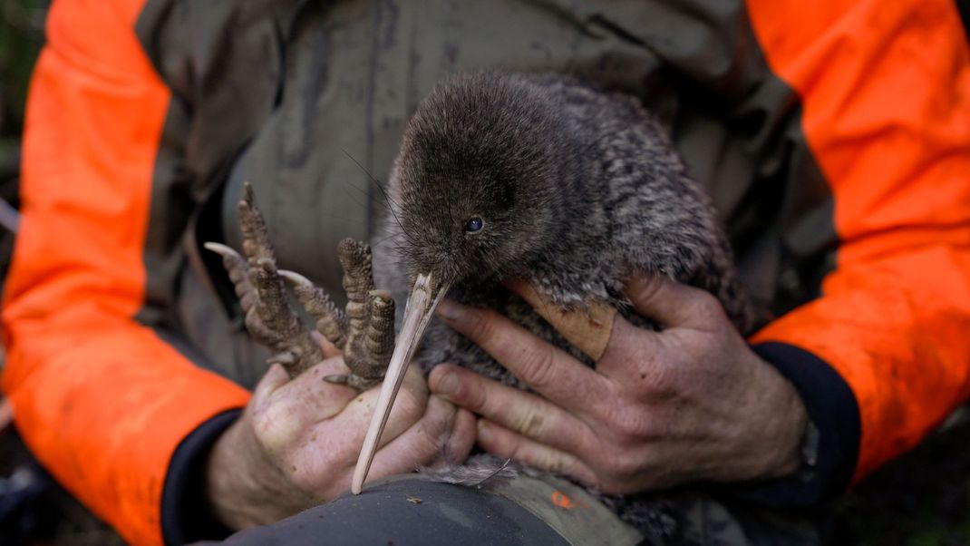 Nach einer langen Suche konnten die Experten den seltenen Kiwi-Vogel finden.