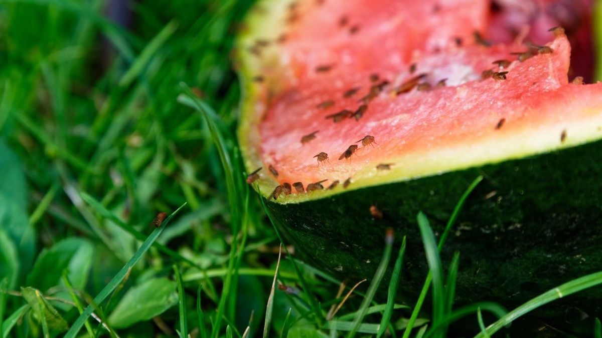 Fruchtfliegen Wassermelone Gettyimages 1218907171