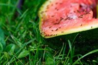 Fruchtfliegen Wassermelone Gettyimages 1218907171