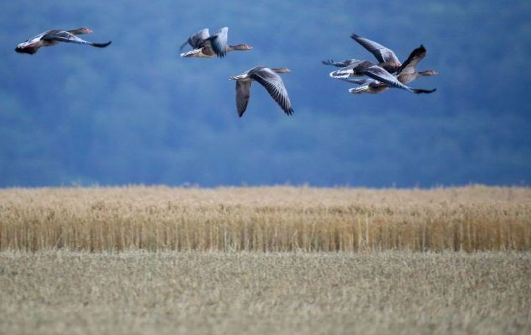 Mehrere Graugänse im Flug.