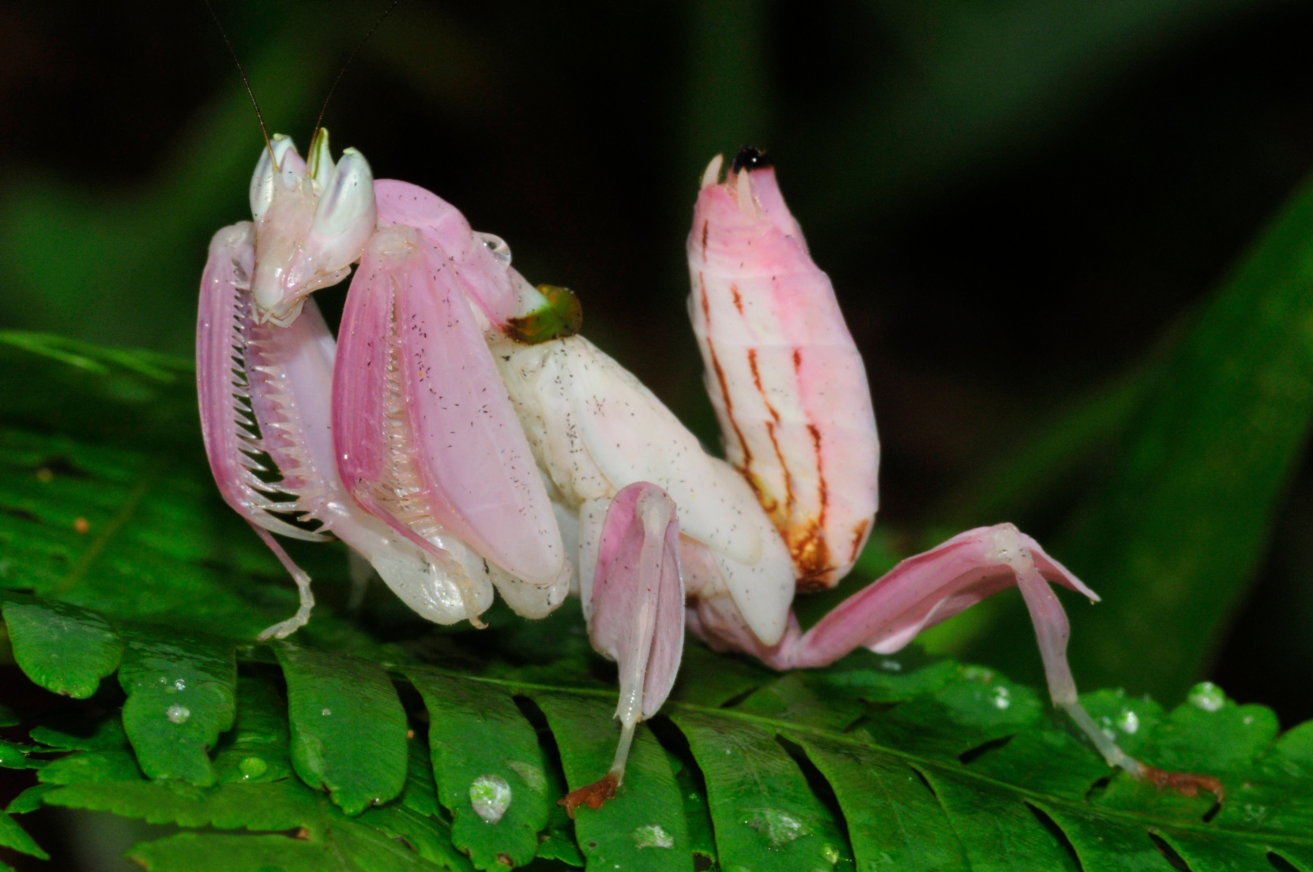 Dieses Insekt ist so schön, dass es nie gesehen wird! Die Orchideenmantis imitiert das Aussehen einer Orchidee. So getarnt überrascht sie ihre Beute und verschlingt diese.