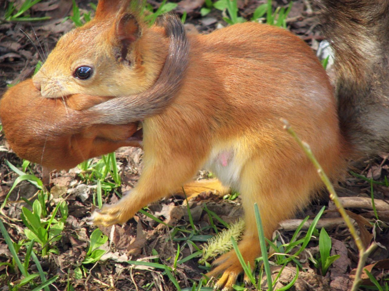 Dieses rote Eichhörnchen muss sein Baby sogar Bäume rauf- und runterbringen!