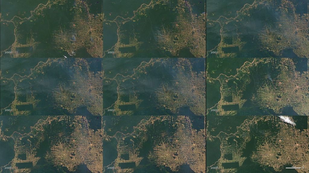 Ein Bild der Verwüstung. Die Aufnahmen des US-Satelliten Terra zeigen, wie eine Region im brasilianischen Amazonas-Dschungel innerhalb von 10 Jahren fast vollständig abgeholzt wird.