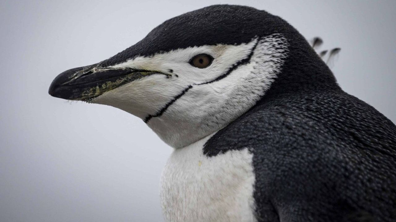 Zügel-Pinguin in der Antarktis. Population: 8 Millionen.
