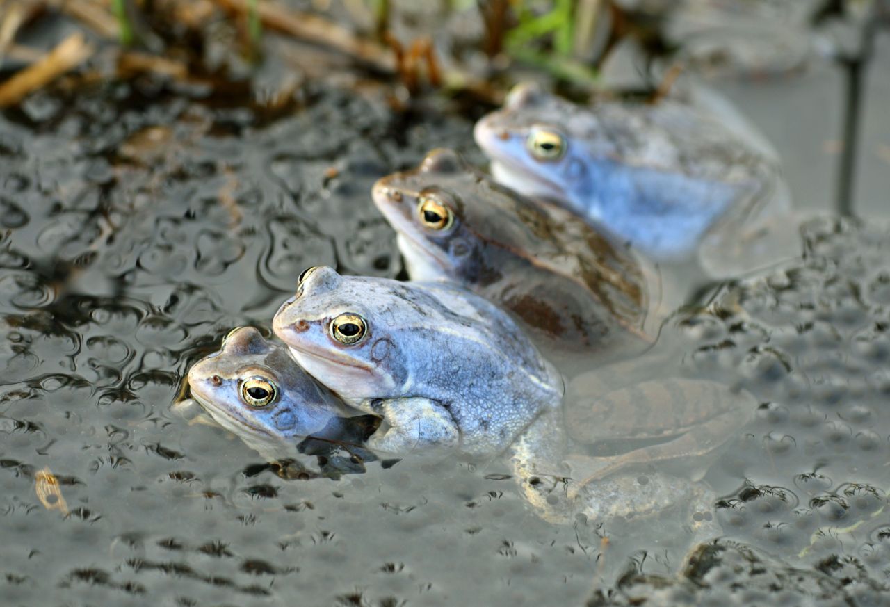 Moorfrösche sind eigentlich hell- bis dunkelbraun gefärbt. Doch zur Laichzeit können die Männchen dunkelblau werden, um den Weibchen zu imponieren. Die Tiere sind maximal sieben Zentimeter groß. 