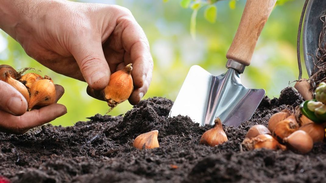 Mit voller Pflanzen-Power in den Frühling: So kannst du deine alte Blumenerde weiterverwenden.