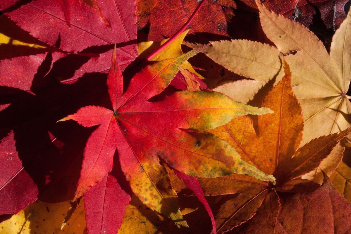 Laub-Herbst-rot-pixabay