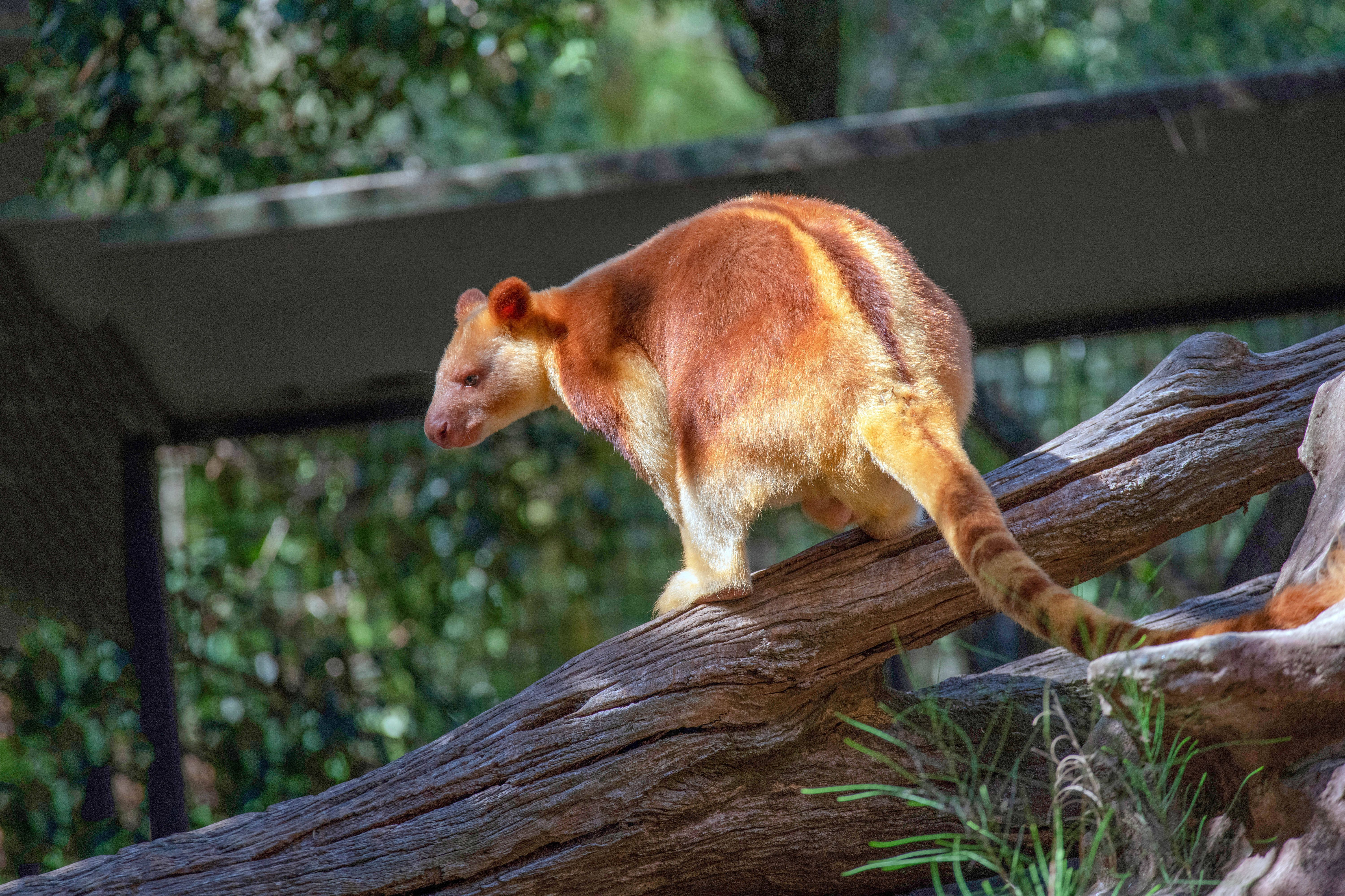 Baumkängurus ähneln anderen Kängurus wenig: Ihre Vorder- und Hinterbeine sind fast gleich lang. Diese Tiere können außerdem nicht hüpfen, sie bewegen sich laufend und kletternd fort - schließlich leben sie auf Bäumen.