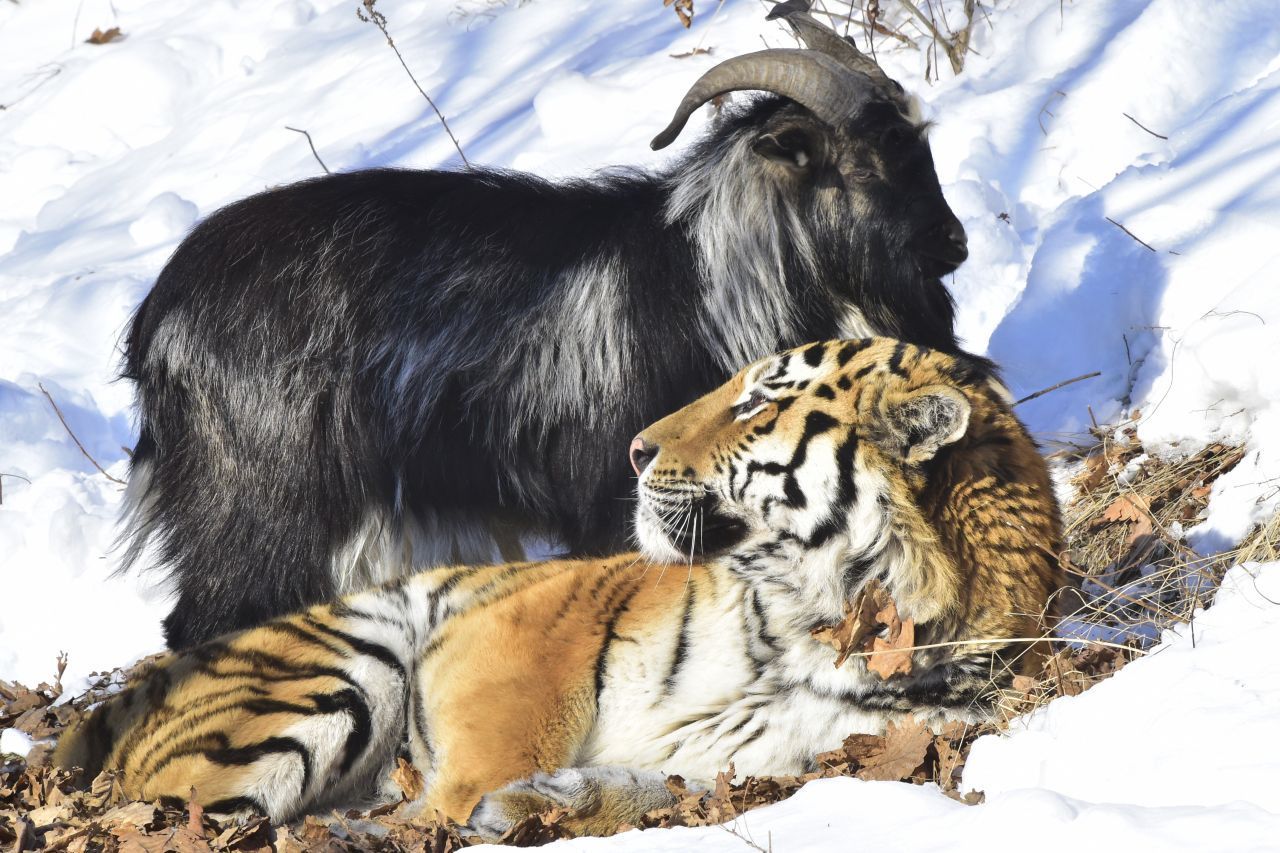 Ziegenbock Timur war als lebendiges Futter für Tiger Amur gedacht. Doch die beiden Tiere freundeten sich an. Die Zoo-WG hielt aber nicht ewig: Nach einigen vier Jahren des Zusammenlebens verletzte Amur seinen Freund. Der Ziegenbock kam noch zur Kur, starb aber dann. Die Tiere sind so bekannt geworden durch ihre ungewöhnliche Freundschaft, dass der Zoo in Russland eine Ziegenstatue plant - in Gedenken an den tapferen Bock.