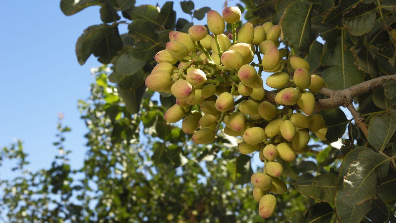 Die Ernte findet im September statt. Innerhalb von drei Wochen werden die Pistazien, die in Trauben wachsen, von den Bäumen gepflückt.