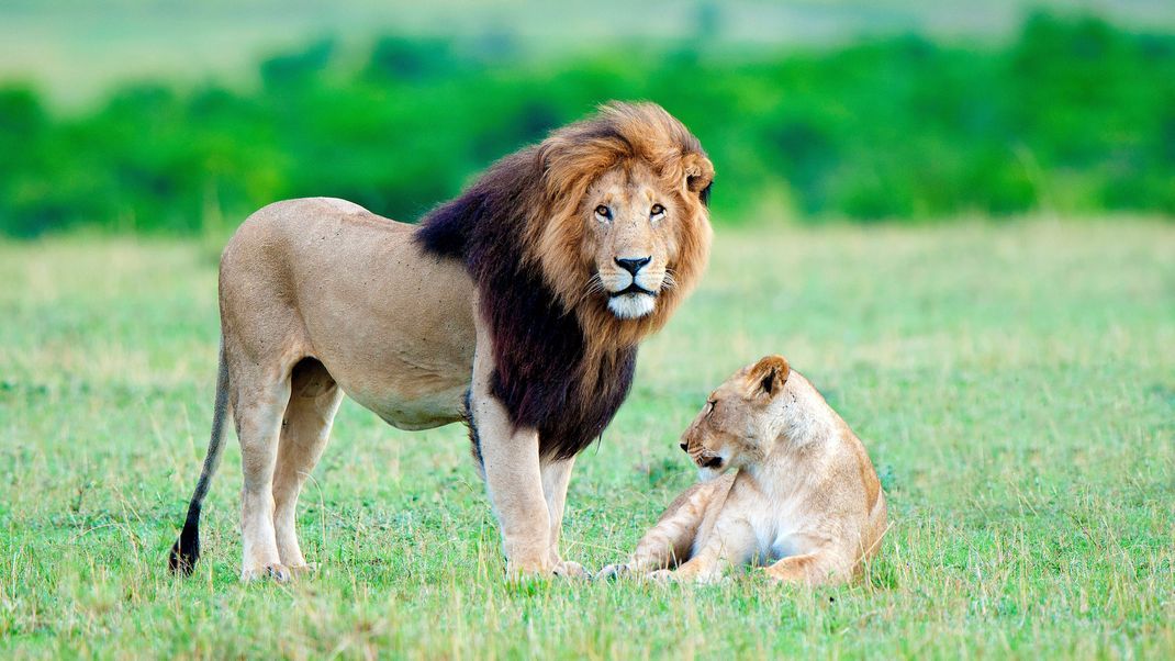 Ein männlicher und ein weiblicher Löwe in Kenia.