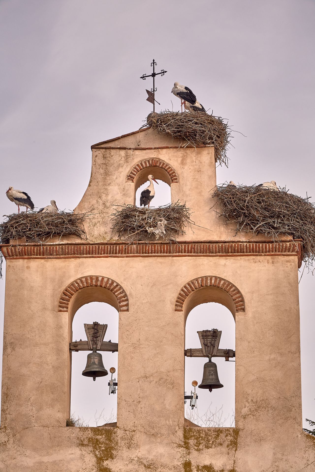 Treu sind die Störche vor allem ihrem Nest: Nach der Reise in den Süden kehren die Paare immer wieder zu ihrem Domizil zurück. Nach dem stürmisch-nassen Winter ist dann erst mal Renovieren angesagt. Das ist oft Männersache, denn die Männchen kommen meistens etwas früher an und hübschen das Nest für ihre Liebste auf.