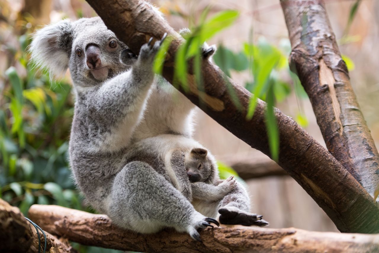 Ein Koala-Baby im Beutel der Mutter.