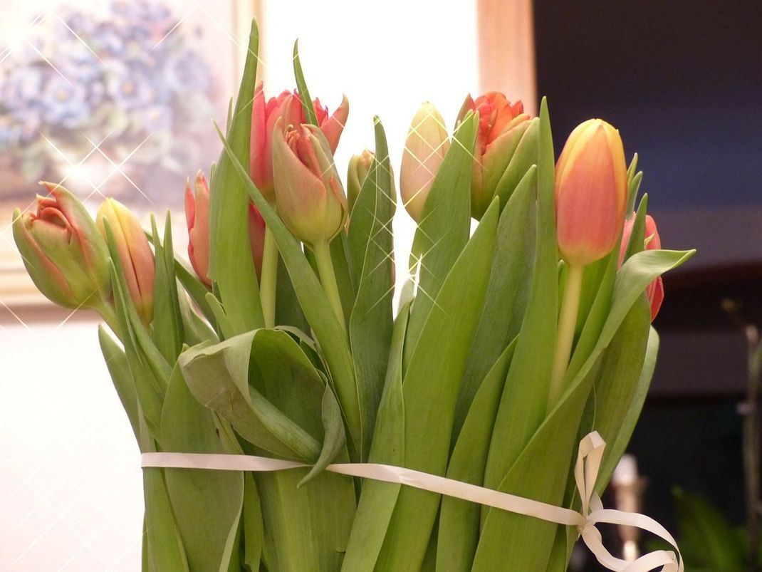 Tulpen verjagen den grauen Winter und lassen den Frühling Einzug halten. Ein Osterstrauß mit bunten Tulpen ist das ideale Ostergeschenk.