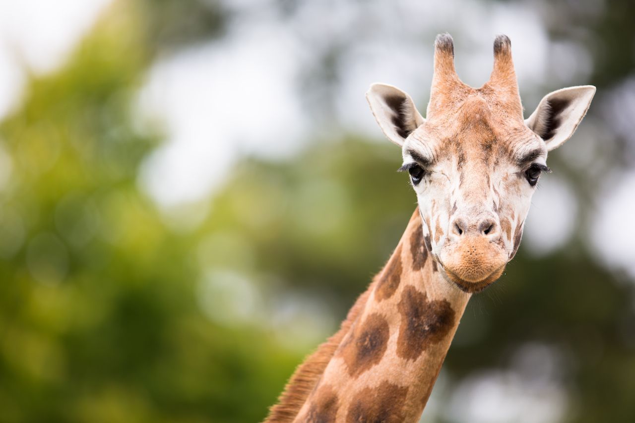 Giraffen sind mit Wiederkäuern verwandt, deshalb auch die lustigen Hörnchen auf dem Kopf. Die Mini-Antennen sind nur bei den Kühen mit schwarzen Haarpuscheln versehen. Die Bullen scheuern ihre bei Kämpfen immer wieder ab.