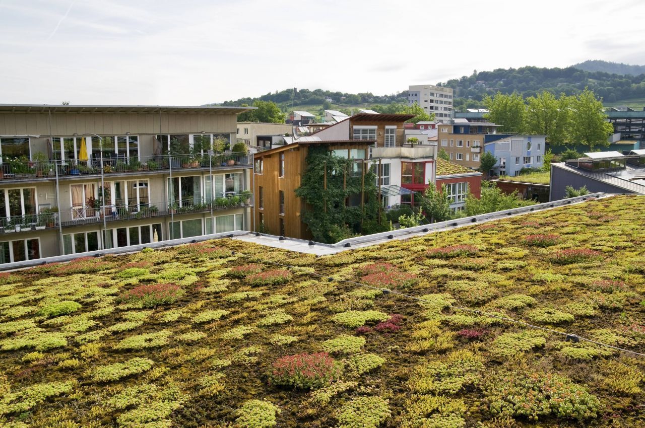 Bepflanzte Dächer wie hier in Freiburg sind Teil des Konzepts für Schwammstädte.