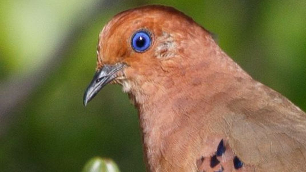 Das Blauaugentäubchen: Vermutlich lebten weltweit nur noch 15 Exemplare der Vogelart in freier Wildbahn.