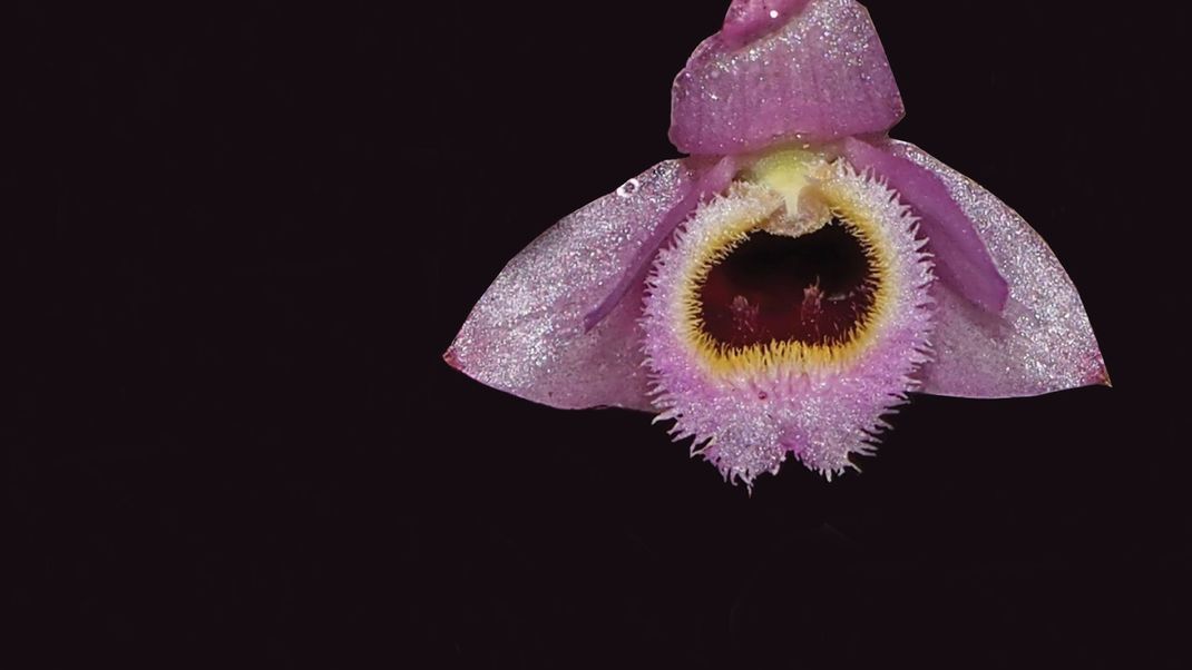 Mini-Orchidee Dendrobium fuscifaucium