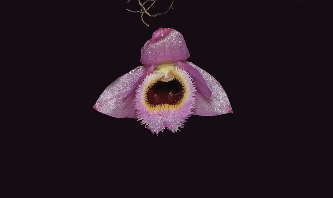 Die leuchtend rosa-gelbe Mini-Orchidee Dendrobium fuscifaucium wurde in Laos entdeckt.
