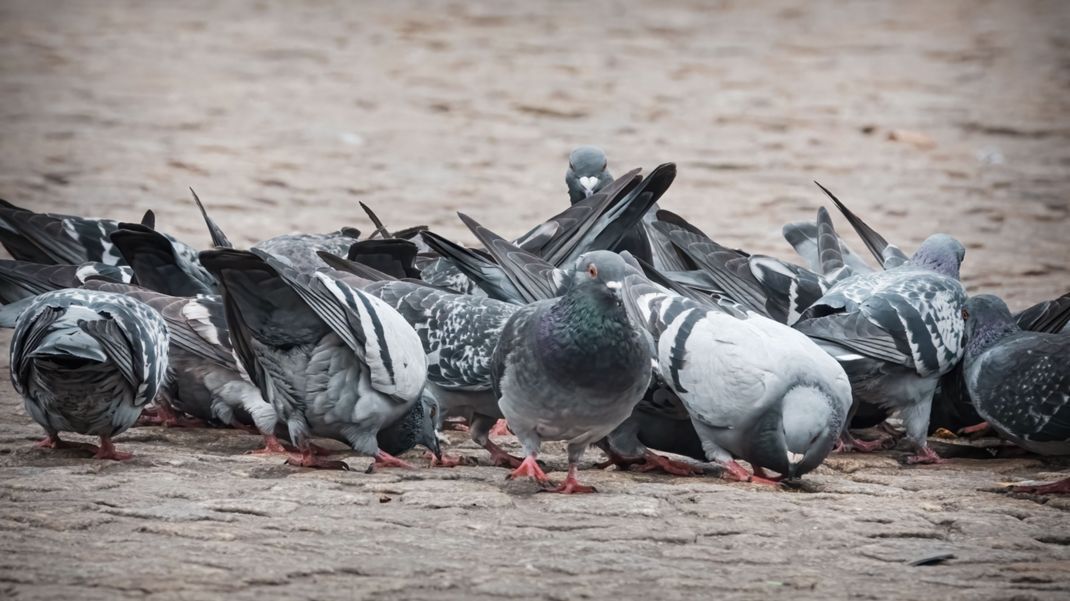 Die "Taubenpille" soll Tauben in Großstädten als Nahrung verfüttert werden.