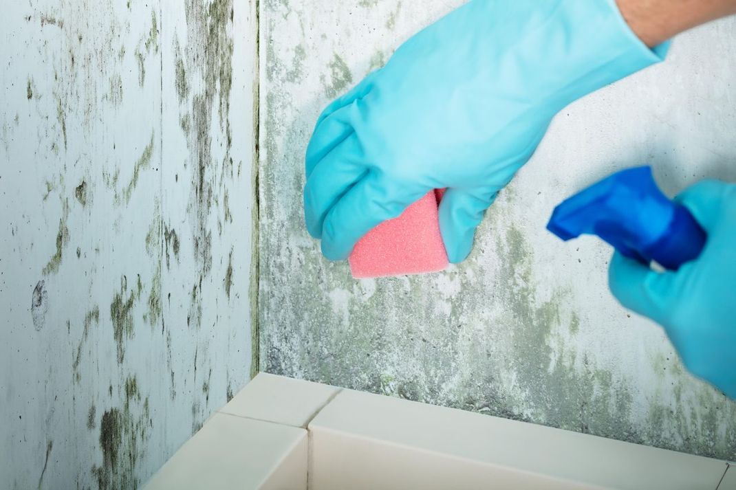 Kellerasseln können dich vor Schimmel in der Wohnung bewahren.