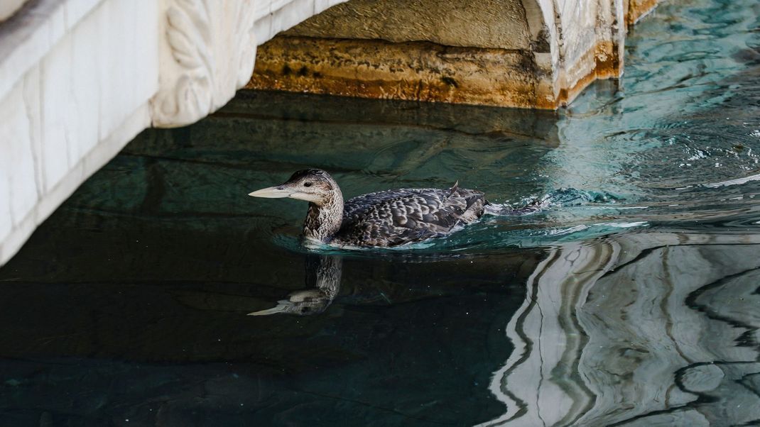 Ein Gelbschnabeltaucher fühlte sich sichtlich wohl in dem See vor dem Bellagio-Hotel in Las Vegas (USA).