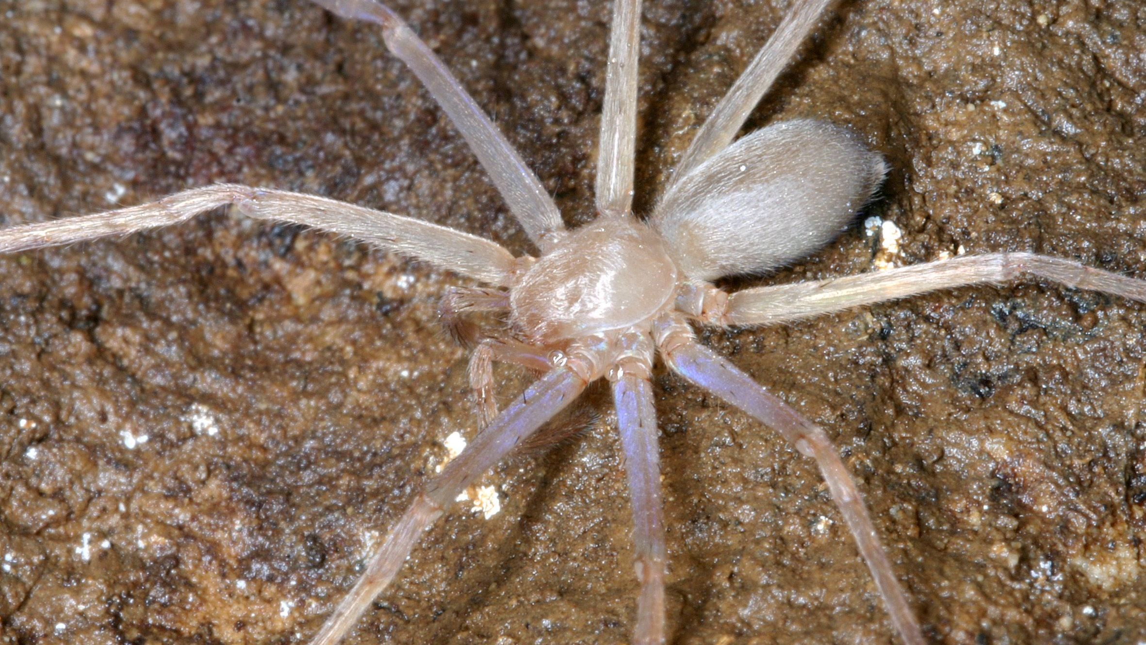 Manche Spinnen wie diese Riesenkrabbenspinne (Sinopoda scurion) haben gar keine Augen. Sie leben in einer Höhle ohne Tageslicht und orientieren sich anhand von Vibrationen und Schallwellen.
