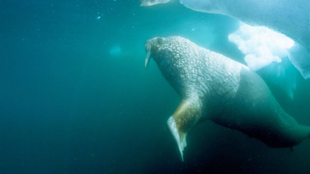 Ein Walross taucht im Wasser.
