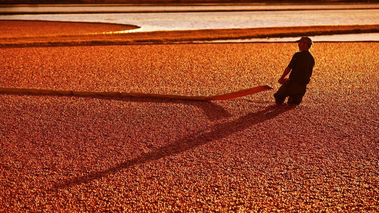 Deshalb haben sich die Cranberry-Bauern einen besonderen Trick überlegt.