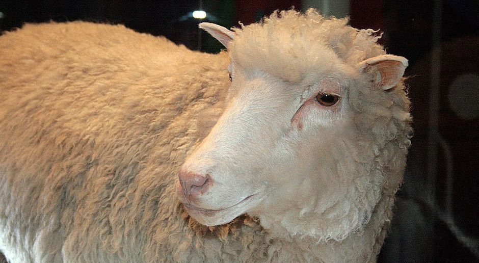 
                <strong>Dolly wird geboren</strong><br>
                Ein Schaf? Genau, ein Schaf! Aber nicht irgendeins, sondern Dolly. Na, klingelt's? Dolly war 1996 das erste geklonte Säugetier, das zur Welt kam. 
              
