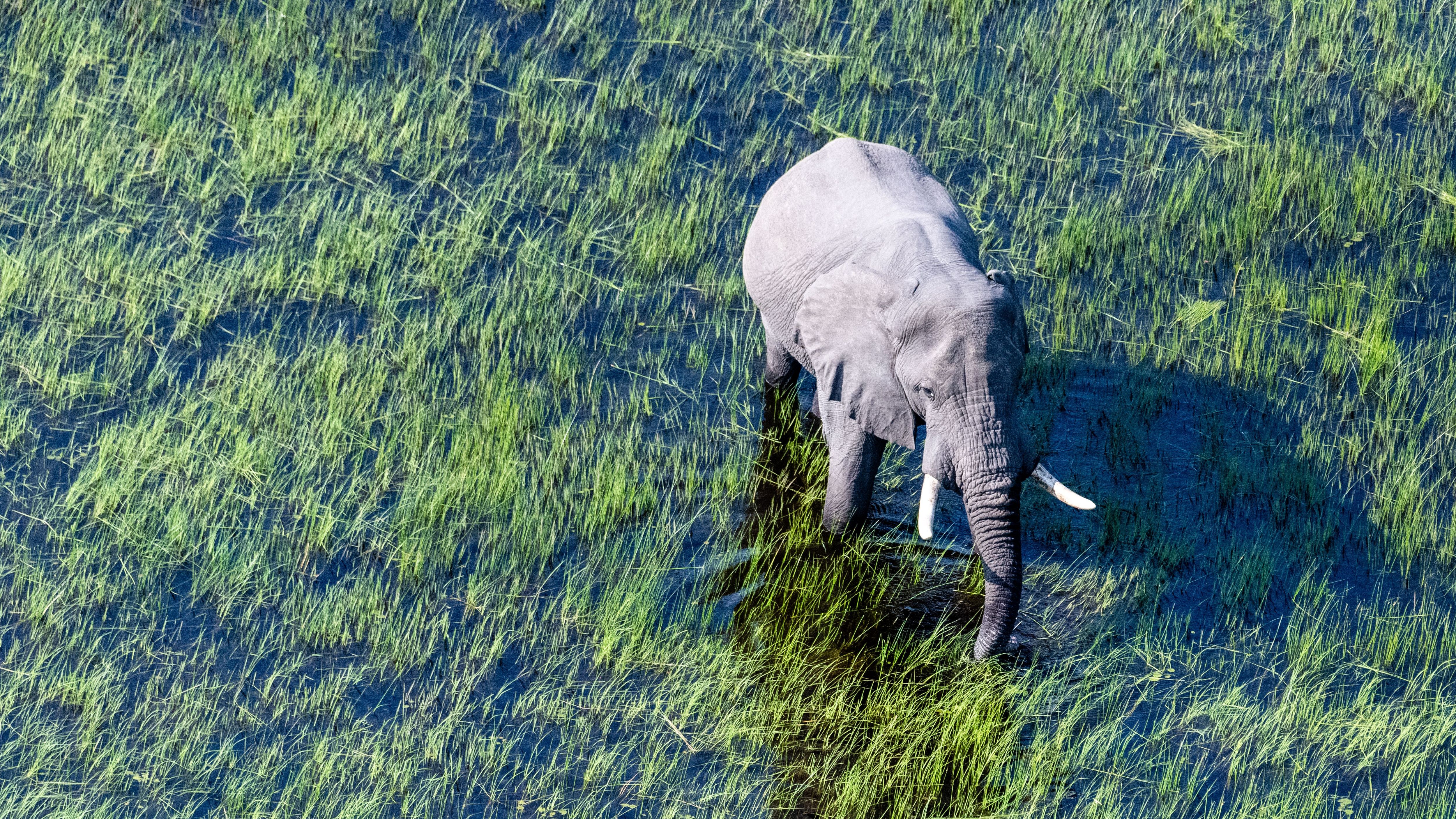 Ja, auch das ist ein Delta – und zwar eines der bedeutendsten der Welt. Das Okavango-Delta in Afrika wird einmal jährlich zur Regenzeit geflutet und lässt ganze Landstriche buchstäblich aufblühen. Es schafft eine grüne Oase inmitten in der sonst staubtrockenen Kalahari-Wüste. Dieses fruchtbare Delta ist überlebenswichtig für eine Vielzahl von Tieren, darunter auch die bedrohten Elefanten.