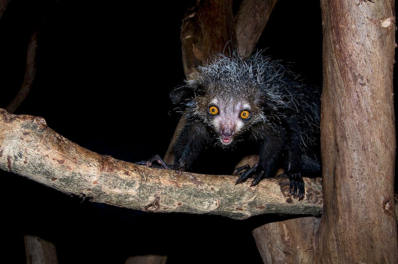 Nur nachts geht das Aye-Aye auf die Jagd und bricht Baumrinden auf.