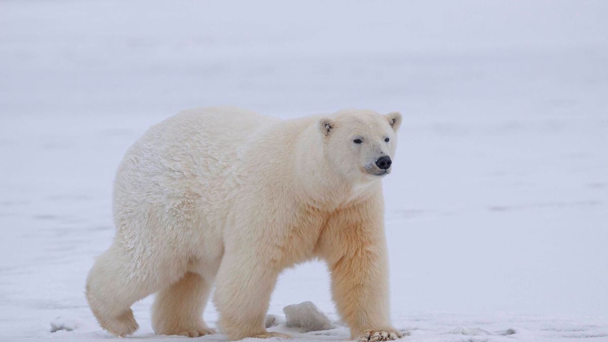 Eisbär im Schnee