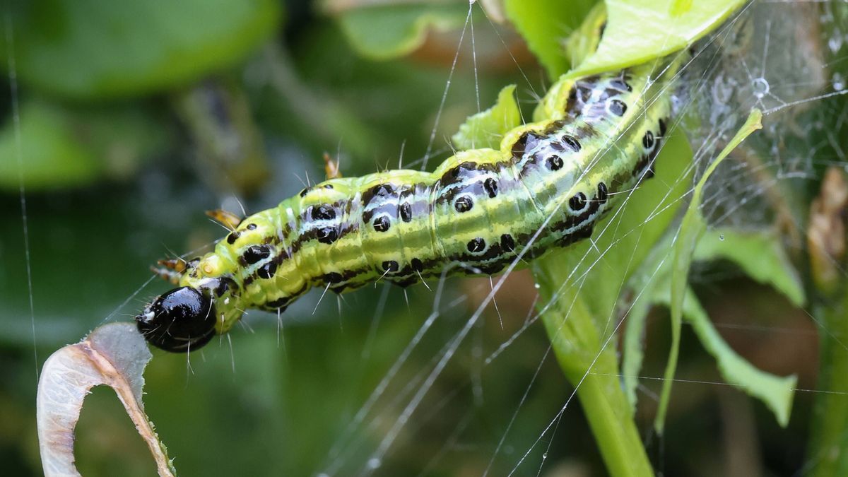 Buchsbaumzünsler Nahaufaufnahme Raupe