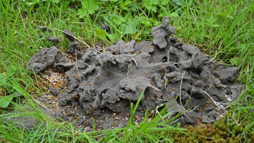 Das Nest einer Gelben Wegameise im Garten.