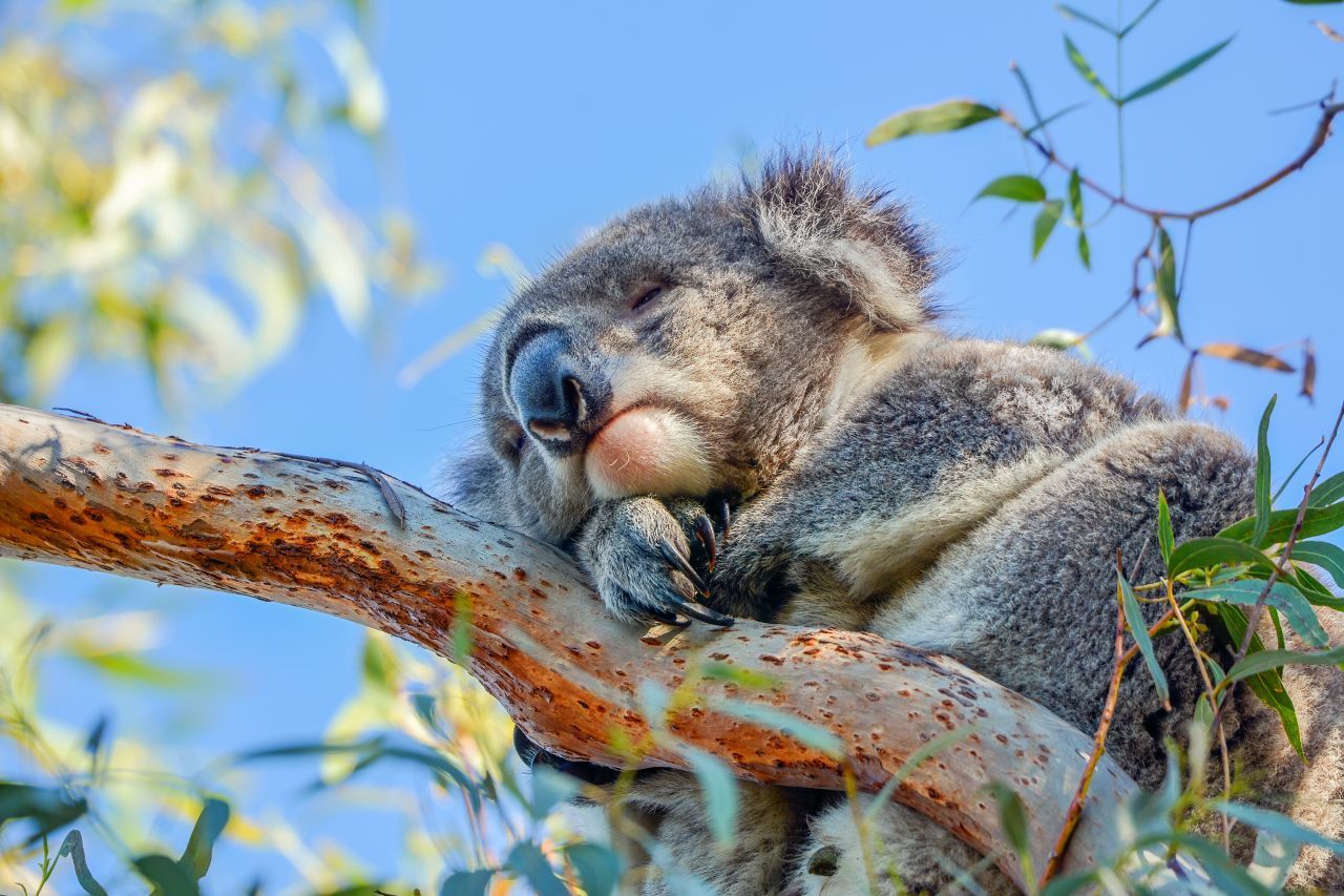 Koala-Schlaf: Zum Schlafen krallen sich die Koalas in Astgabeln fest. Dank ihrem speziellen  "Sitzfleisch" aus einer dicken Fettschicht und besonders viel Fell können sie stundenlang auf ihrem Hintern sitzen.