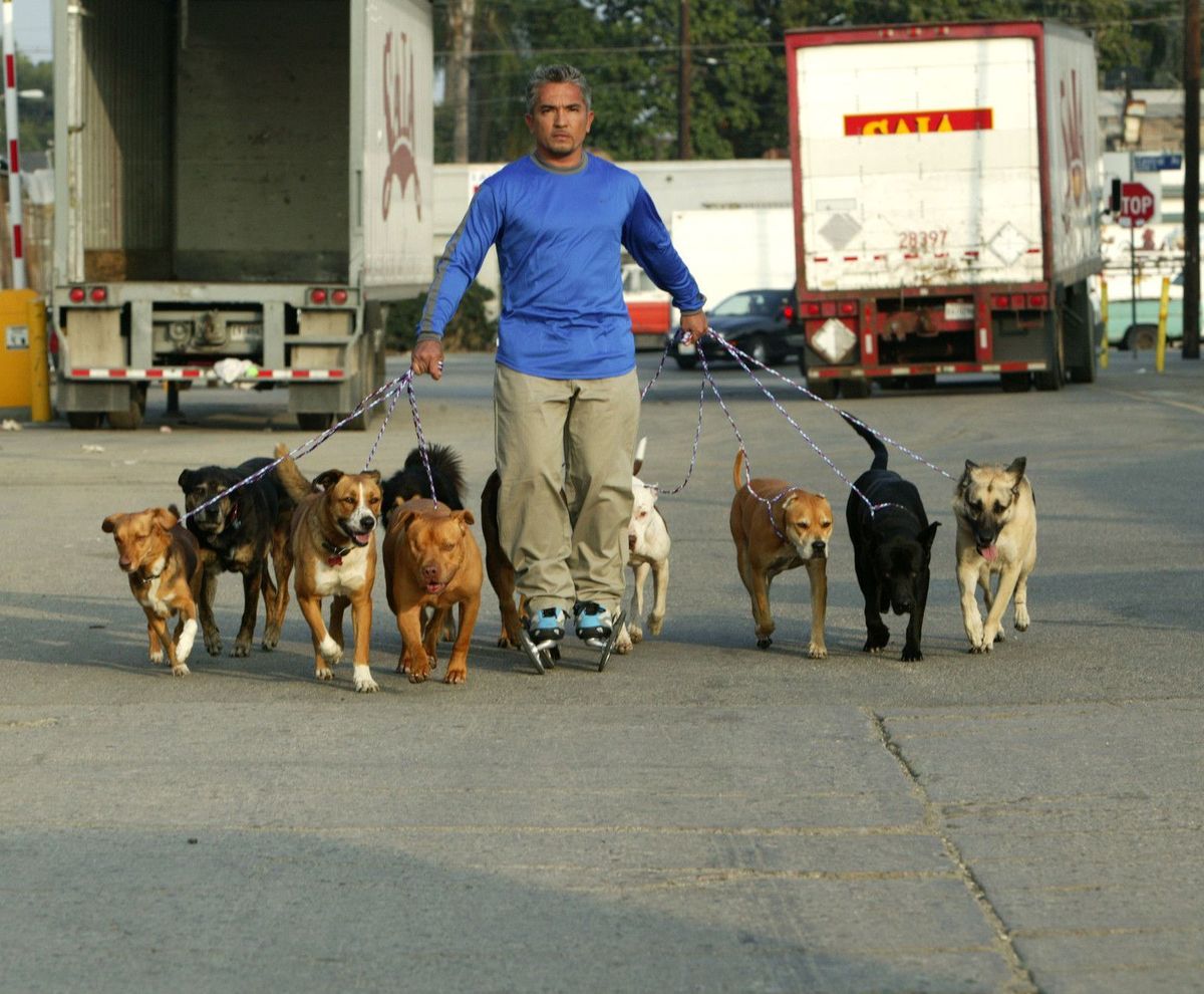 Egal ob Bello, Fiffi oder Wuffi, Cesar Millan hat für jeden Vierbeiner die passende Lösung parat. Der Hundeprofi ist momentan der berühmteste und gefragteste Experte in Sachen Hundetraining.