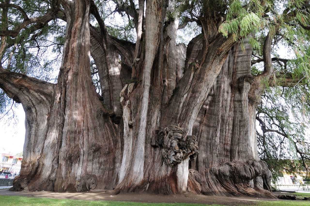 "El Gigante" heißt diese Sumpfzypresse in Mexiko. Mit einem Umfang von 46 Metern ist sie der dickste Baum der Welt. Es braucht 34 10-jährige Kids um sie zu umarmen.