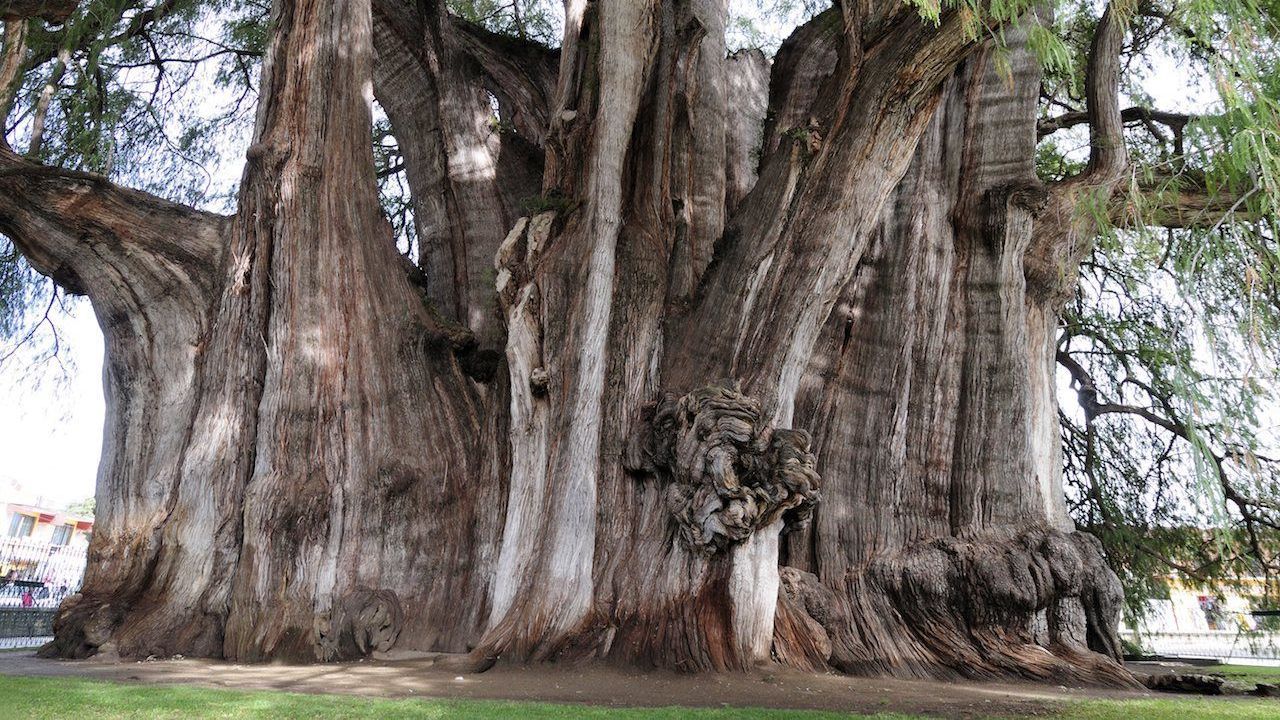 "El Gigante" heißt diese Sumpfzypresse in Mexiko. Mit einem Umfang von 46 Metern ist sie der dickste Baum der Welt. Es braucht 34 zehnjährige Kinder um sie zu umarmen.