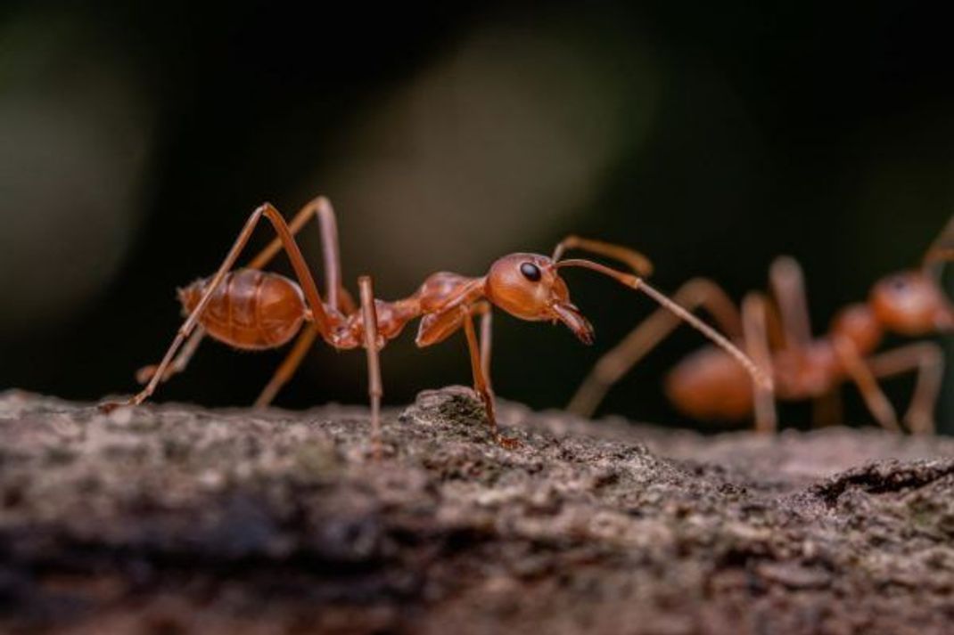 Ameisen haben am Kopf lange Antennen. Forscher mutmaßen, dass darin ihr Magnetsinn sitzt.